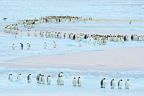 Emperor penguin (Aptenodytes forsteri) group marching across sea ice to form breeding colony. Atka Bay, Antarctica. April 2017.