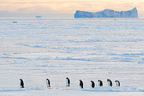 Emperor penguin (Aptenodytes forsteri), group walking across sea ice to form breeding colony. Atka Bay, Antarctica. April 2017.
