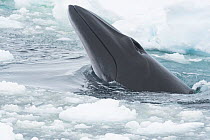 Minke whale (Balaenoptera acutorostrata) spyhopping. Gap in melting sea ice, Atka Bay, Antarctica. January.