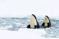 Orca (Orcinus orca), two spyhopping in gap in sea ice. Atka Bay, Antarctica. January.