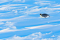 Emperor penguin (Aptenodytes forsteri) sliding across sea ice in journey to breeding colony. Sastrugi in ice formed by wind erosion. Atka Bay, Antarctica. April.