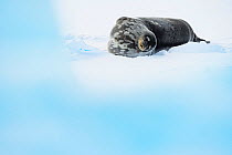 Weddell seal (Leptonychotes weddellii) sleeping. Atka Bay, Antarctica. April.