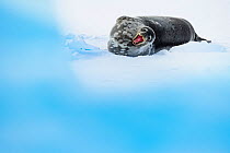 Weddell seal (Leptonychotes weddellii) yawning, lying on ice. Atka Bay, Antarctica. April. Commended in the Mammals Category of the GDT Nature Photographer of the Year 2019