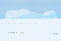 Emperor penguin (Aptenodytes forsteri) group sliding across sea ice to form breeding colony. Atka Bay, Antarctica. April 2017.