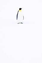 Emperor penguin (Aptenodytes forsteri) at start of breeding season. Atka Bay, Antarctica. April.