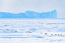 Emperor penguin (Aptenodytes forsteri) group returning across sea ice to form breeding colony. Atka Bay, Antarctica. April 2017.