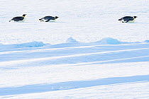 Emperor penguin (Aptenodytes forsteri), three sliding across sea ice on return to form breeding colony. Atka Bay, Antarctica. April.