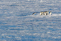 Emperor penguin (Aptenodytes forsteri) leaving water onto sea ice as they return to breeding colony. Atka Bay, Antarctica. April.