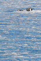 Emperor penguin (Aptenodytes forsteri) leaving water onto sea ice as they return to breeding colony. Atka Bay, Antarctica. April.