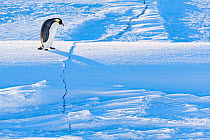 Emperor penguin (Aptenodytes forsteri) walking across crack in sea ice during return to breeding colony. Atka Bay, Antarctica. April.