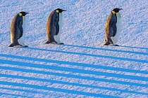 Emperor penguin (Aptenodytes forsteri), three with long shadows walking across ice, returning to breeding colony. Atka Bay, Antarctica. April.