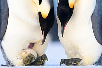Emperor penguin (Aptenodytes forsteri) pair with recently laid egg. Atka Bay, Antarctica. June.