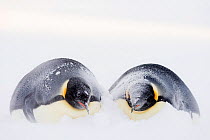 Emperor penguin (Aptenodytes forsteri) pair lying side by side in snow drift during winter storm. Atka Bay, Antarctica. May.