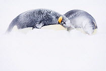Emperor penguin (Aptenodytes forsteri) pair lying down in drifting snow during storm. Atka Bay, Antarctica. May.