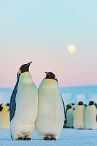 Emperor penguin (Aptenodytes forsteri) pair in courtship under moonlit sky, in breeding colony. Atka Bay, Antarctica. May.