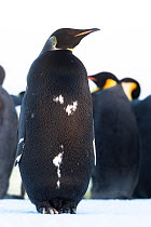 Emperor penguin (Aptenodytes forsteri), melanistic male, portrait. Atka Bay, Antarctica. May.