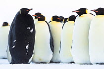Emperor penguin (Aptenodytes forsteri), melanistic male amongst others in breeding colony. Atka Bay, Antarctica. May.