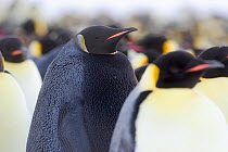 Emperor penguin (Aptenodytes forsteri), melanistic male in breeding colony, portrait. Atka Bay, Antarctica. May.