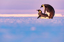 Emperor penguin (Aptenodytes forsteri) pair mating on sea ice. Atka Bay, Antarctica. May.