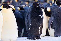 Emperor penguin (Aptenodytes forsteri) with melanism in breeding colony, male melanistic. Atka Bay, Antarctica. May.