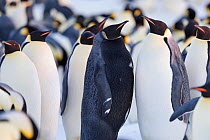 Emperor penguin (Aptenodytes forsteri), pair within breeding colony in courtship, male melanistic. Atka Bay, Antarctica. May.