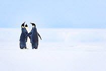 Emperor penguin (Aptenodytes forsteri), three in fight over mates at start of breeding season. Atka Bay, Antarctica. May.