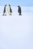 Emperor penguin (Aptenodytes forsteri), two in fight over mate with another penguin looking on. Atka Bay, Antarctica. May.