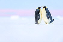 Emperor penguin (Aptenodytes forsteri) pair in courtship, one defecating. Atka Bay, Antarctica. May.