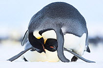 Emperor penguin (Aptenodytes forsteri) pair mating. Atka Bay, Antarctica. May. Sequence 3/4.