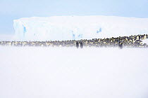 Emperor penguin (Aptenodytes forsteri) breeding colony with ice shelf in background. Atka Bay, Antarctica. May 2017.