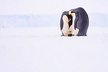 Emperor penguin (Aptenodytes forsteri) pair with recently laid egg, on sea ice. Atka Bay, Antarctica. May.