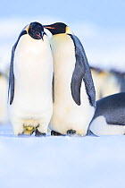 Emperor penguin (Aptenodytes forsteri) pair, female laying egg. Atka Bay, Antarctica. June.