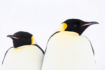 Emperor penguin (Aptenodytes forsteri) pair looking in opposite directions. Atka Bay, Antarctica. May.