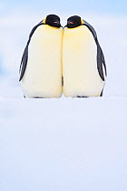 Emperor penguin (Aptenodytes forsteri) pair in courtship, on sea ice. Atka Bay, Antarctica. May.
