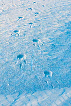Emperor penguin (Aptenodytes forsteri) foorprints in snow, during polar night. Atka Bay, Antarctica. June.
