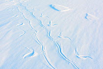 Emperor penguin (Aptenodytes forsteri) tracks in snow, during polar night. Atka Bay, Antarctica. June.