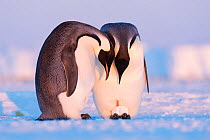 Emperor penguin (Aptenodytes forsteri) pair practising incubating with a snowball. Atka Bay, Antarctica. May.
