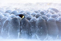 Emperor penguin (Aptenodytes forsteri) breeding colony, mainly males brooding eggs, one looking above heads of many huddled together in storm during polar night. Atka Bay, Antarctica. June.
