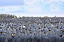 Emperor penguin (Aptenodytes forsteri) breeding colony, mainly males brooding eggs, huddled together on sea ice. Atka Bay, Antarctica. June.
