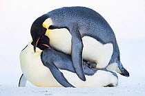 Emperor penguin (Aptenodytes forsteri), pair mating. Atka Bay, Antarctica. May.