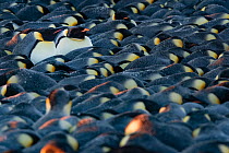 Emperor penguin (Aptenodytes forsteri), two with heads up amongst many huddled in breeding colony. Atka Bay, Antarctica. May.