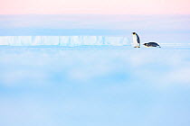 Emperor penguin (Aptenodytes forsteri), two walking and sliding across sea ice. Atka Bay, Antarctica. May.