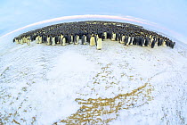 Emperor penguin (Aptenodytes forsteri) males in colony huddling, faeces on ice in foreground. Atka Bay, Antarctica. July 2017.