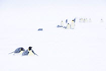 Emperor penguin (Aptenodytes forsteri) females tobogganing and walking across sea ice on return to colony to feed young. Atka Bay, Antarctica. August. uncatalogued