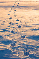 Emperor penguin (Aptenodytes forsteri) footprints on sea ice. Atka Bay, Antarctica. August.