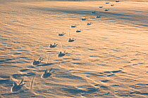 Emperor penguin (Aptenodytes forsteri) footprints on sea ice. Atka Bay, Antarctica. August.