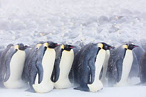 Emperor penguin (Aptenodytes forsteri) males incubating eggs in colony, huddling during winter storm. Penguins on outside repositioning themselves to gain protection from weather. Atka Bay, Antarctica...