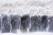 Emperor penguin (Aptenodytes forsteri) males in breeding colony huddling during winter storm. Atka Bay, Antarctica. July.