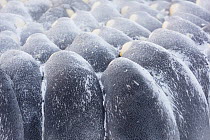 Emperor penguin (Aptenodytes forsteri) males in breeding colony huddling during winter storm. Atka Bay, Antarctica. July.