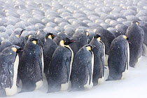 Emperor penguin (Aptenodytes forsteri) males in breeding colony incubating eggs, huddling during winter storm. Penguins on outside repositioning themselves to gain protection from weather. Atka Bay, A...